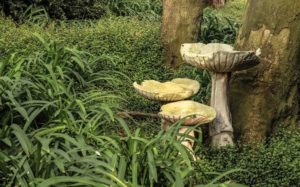 champignons-jardins-etretat