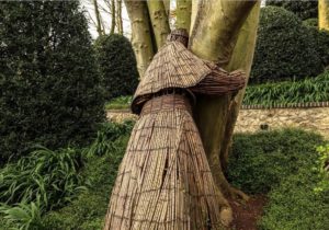tree-hug-etretat-normandie